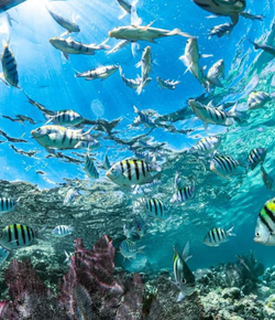 Fishing scene in Nassau, Bahamas