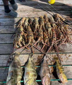 4 fish caught during a fishing trip in Nassau