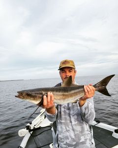 An angler holding a large great barracuda fish in Cape Coral