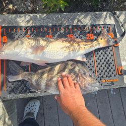 Two fish caught while fishing in FL