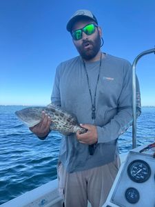 Gag grouper caught by angler in Sarasota