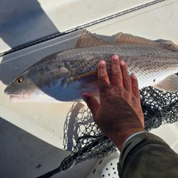 Redfish caught in FL