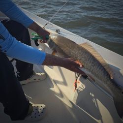 Redfish caught while fishing in Sarasota