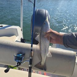 Redfish caught while fishing in Sarasota