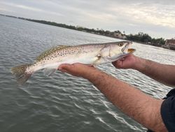 Spotted Weakfish caught while fishing in FL