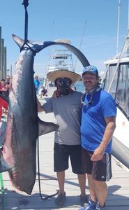 Three people fishing with a big 206-inch fish in NY