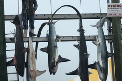Four blacktip sharks in the water at Freeport