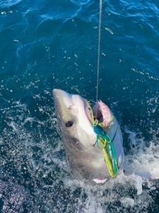 Fishing at Freeport
