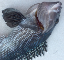 Photograph of a sea bass caught while fishing in Freeport