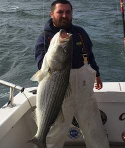 Striped bass caught in NY