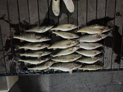 Catch big, fish big Lake Erie Charters