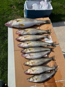 Epic fishing trip today Fishing Charters