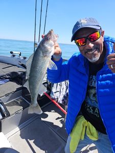 Walleye caught in Cleveland, Ohio