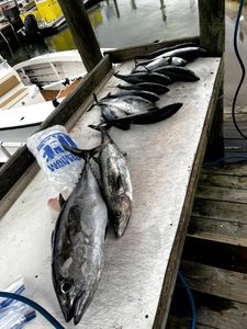 Two Atlantic bonito and king mackerel fish swimming in Florida waters