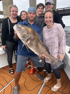Man holding a large black drum fish in FL