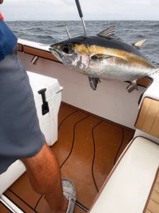 Blackfin tuna fish caught at Pensacola Beach