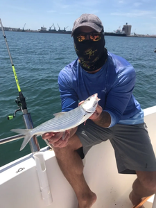 Bonefish caught on Pensacola Beach