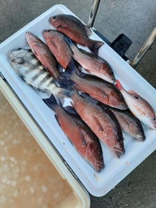 7 grey snapper fish caught at Pensacola Beach