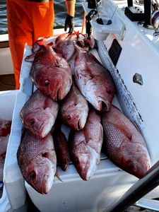 6 fish caught at Pensacola Beach while fishing and water sports