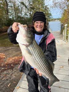 Striped bass caught by angler in SC