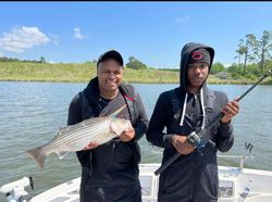 Striped bass caught in Mount Pleasant