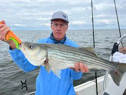 Striped bass caught by angler in Mount Pleasant