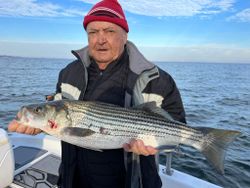 Striped bass caught in Mount Pleasant