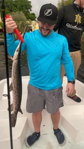 Longnose gar fish caught in Florida