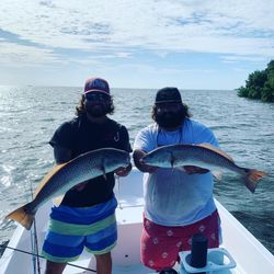 Two redfish caught in Tampa, Florida