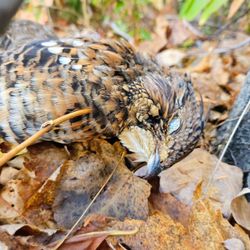 Malabar grouper caught while fishing in ME
