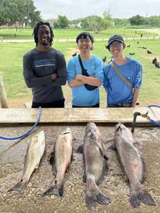 4 white catfish, 29 inches long, caught while fishing in Elmendorf