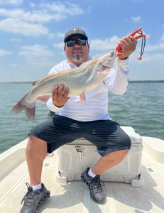 Fisherman catches a blue catfish in Elmendorf