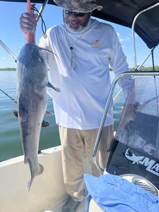 Nice blue catfish using deep sea techniques in clear conditions!