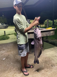 One blue catfish caught while fishing in TX