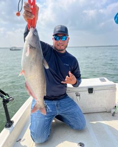 Angler holding a large blue catfish in TX