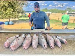 5 blue and white catfish caught while fishing in TX