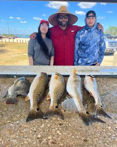 Four redfish and blue tilapia caught in TX