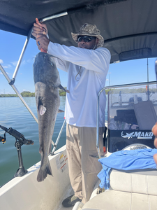 Nice catfish caught using deep sea jigging techniques! Clear weather made for perfect fishing conditions.