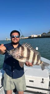 Sheepshead fish catch on fishing boat in Elmendorf TX