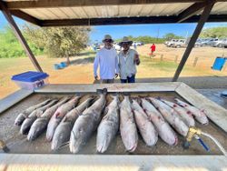 4 blue and white catfish caught by 2 people in Elmendorf