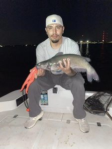 Hardhead sea catfish caught fishing in TX