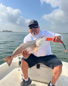 Redfish caught measuring 23 inches in Elmendorf