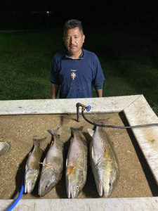 Four redfish caught in TX