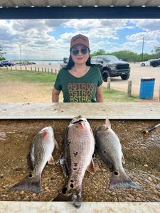 Three redfish caught fishing in Elmendorf TX displayed on cleaning table