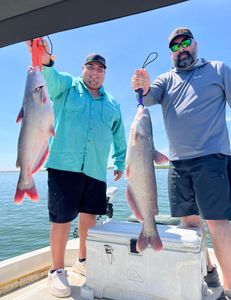 Two white catfish caught in Elmendorf