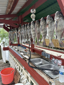 5 black drum fish caught in TX