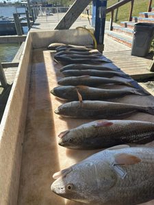 3 fish caught fishing in TX