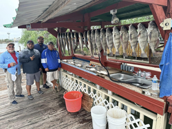 Five big black drum fish caught fishing in Port Mansfield