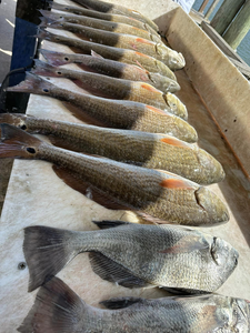 Four redfish and black drum caught in Port Mansfield