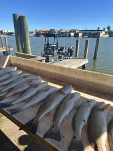 Three redfish caught while fishing in Port Mansfield